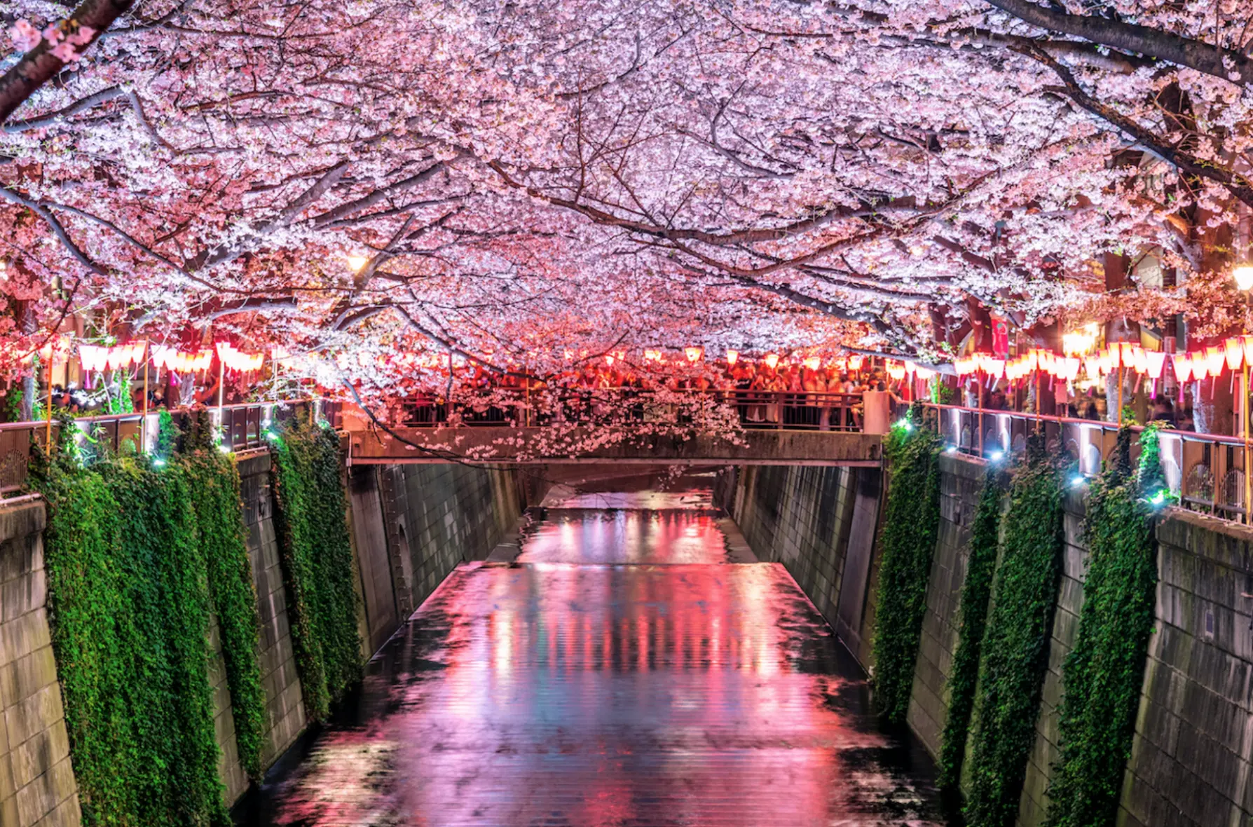 hanami-japan-cvjetovi-trešnje