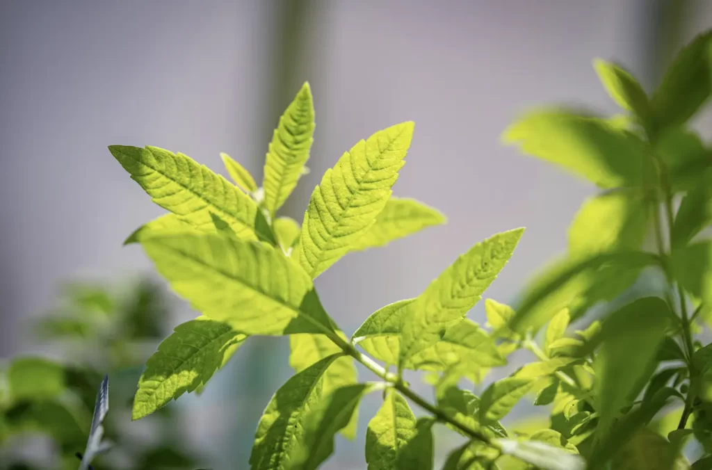 lemon-verbena-biljka