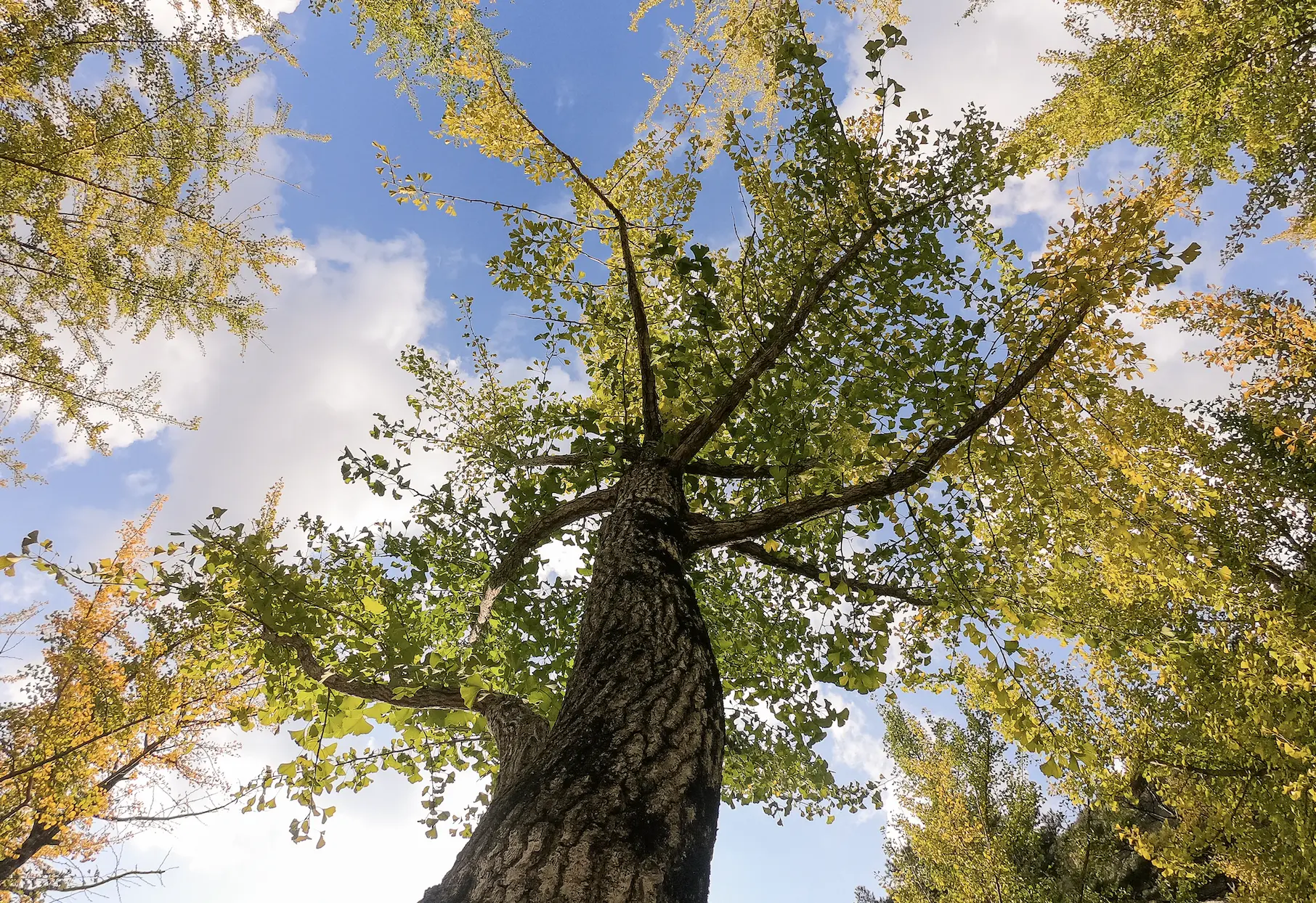 ginko-biloba-stablo-ginko-čaj-ljekovitost